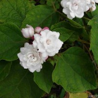 Clerodendrum chinense (Osbeck) Mabb.